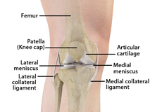 Anterior Knee Pain